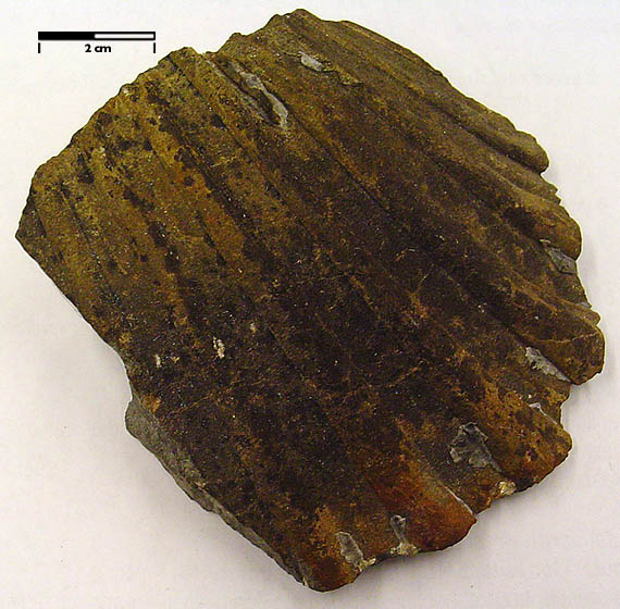 fossil